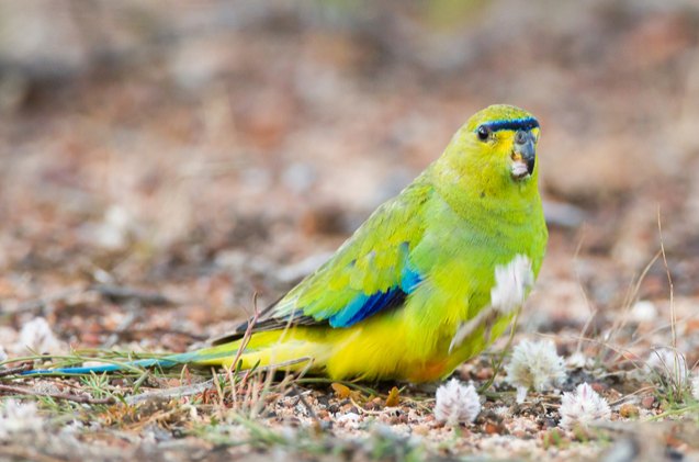 elegant parrot