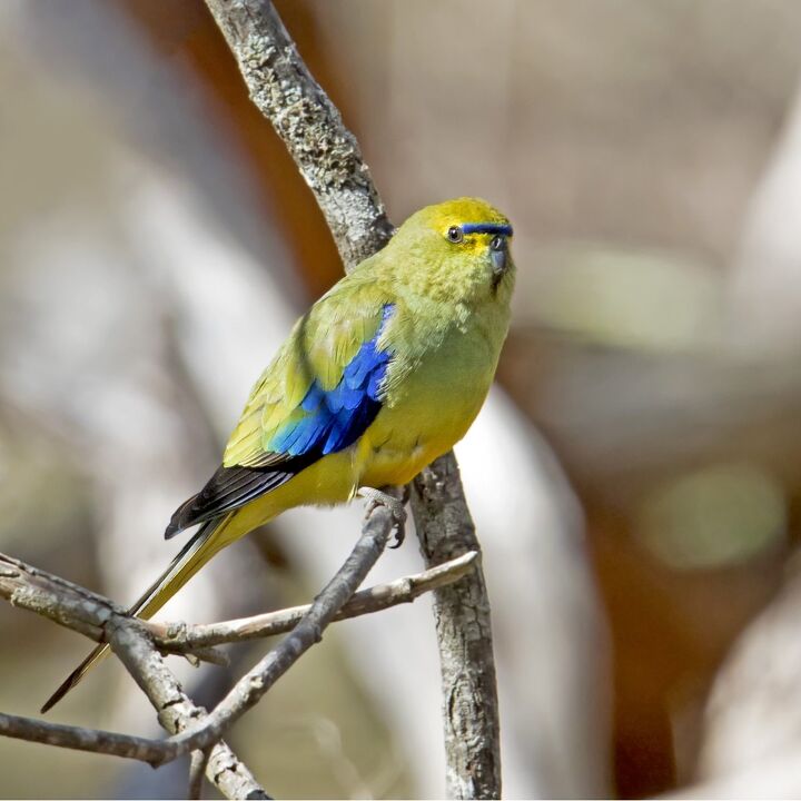 elegant parrot