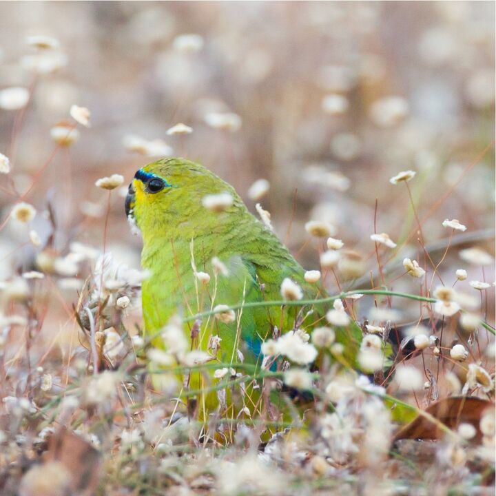 elegant parrot