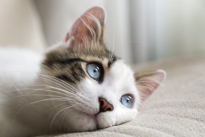 paralysis in cats causes and treatments