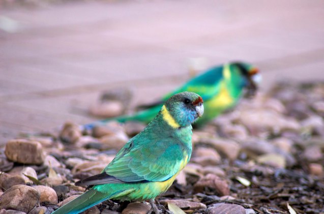 mallee ringneck