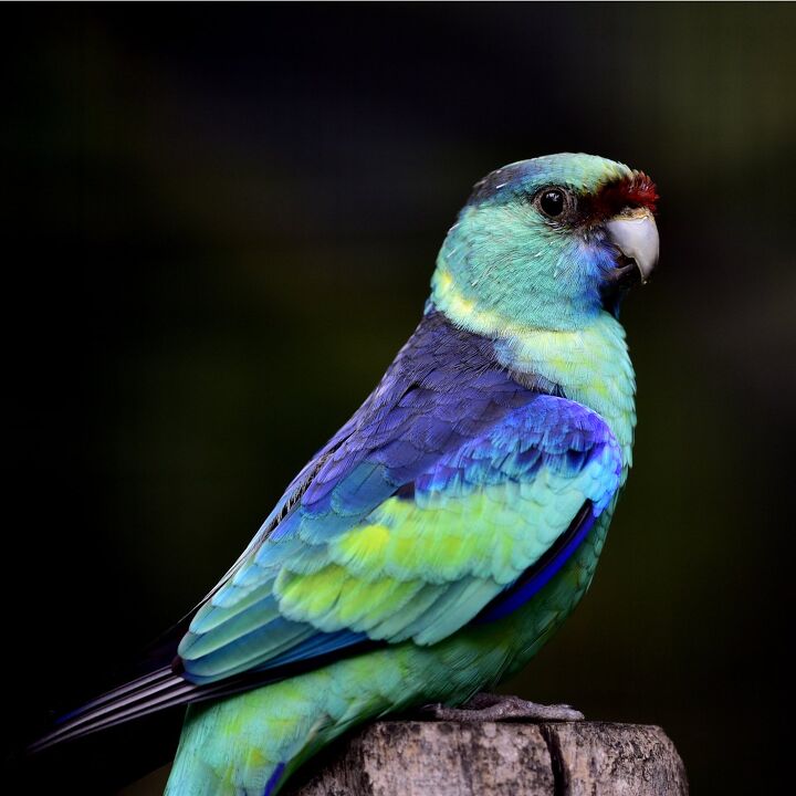 mallee ringneck