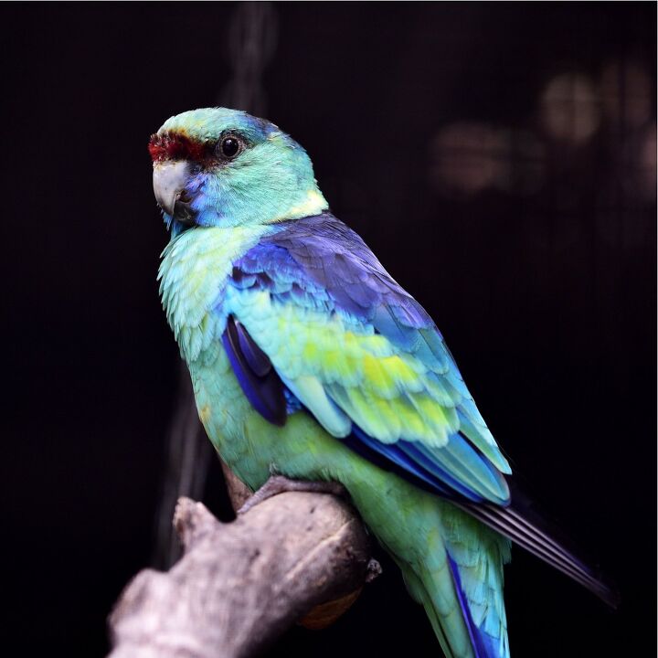 mallee ringneck