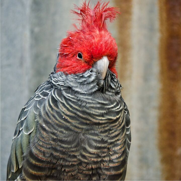 gang gang cockatoo