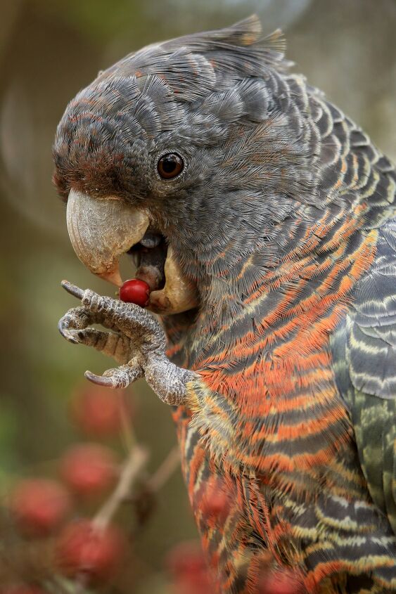 gang gang cockatoo