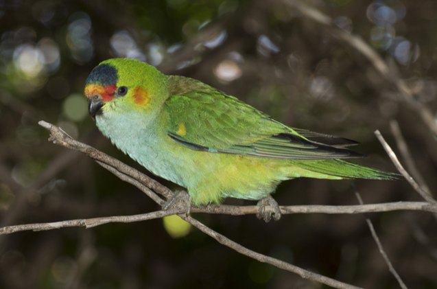 purple crowned lorikeet