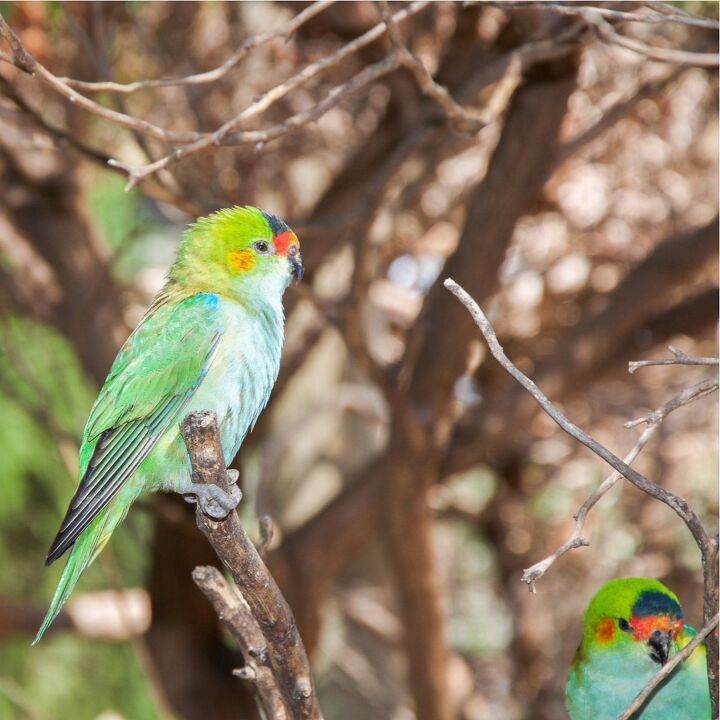 purple crowned lorikeet