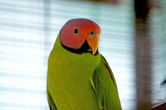 blossom headed parakeet