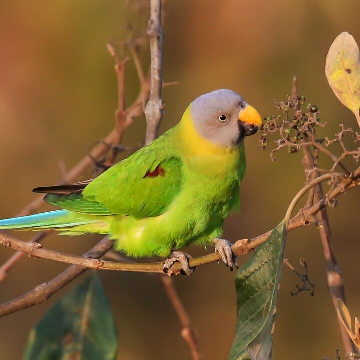 blossom headed parakeet