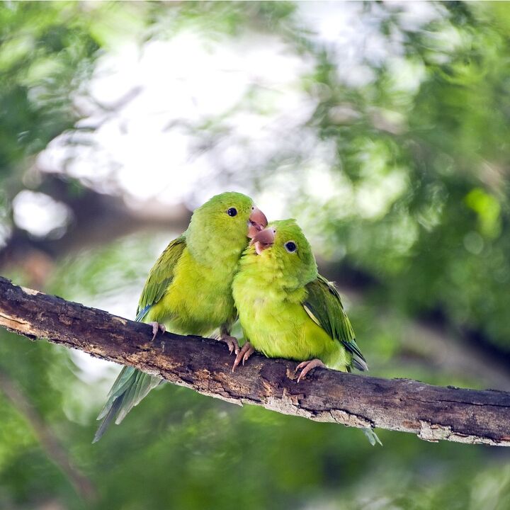 plain parakeet