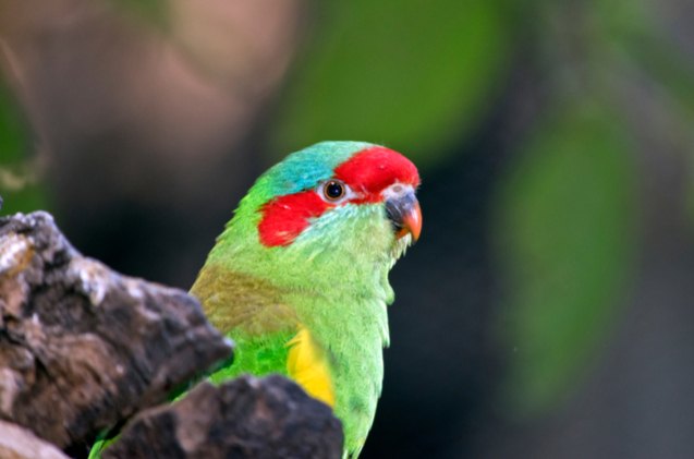 musk lorikeet