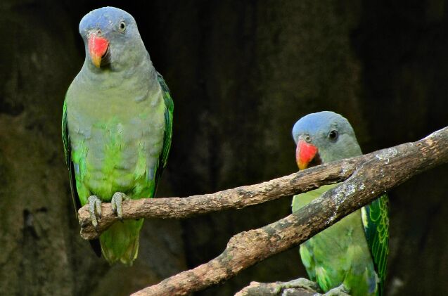 blue rumped parrot