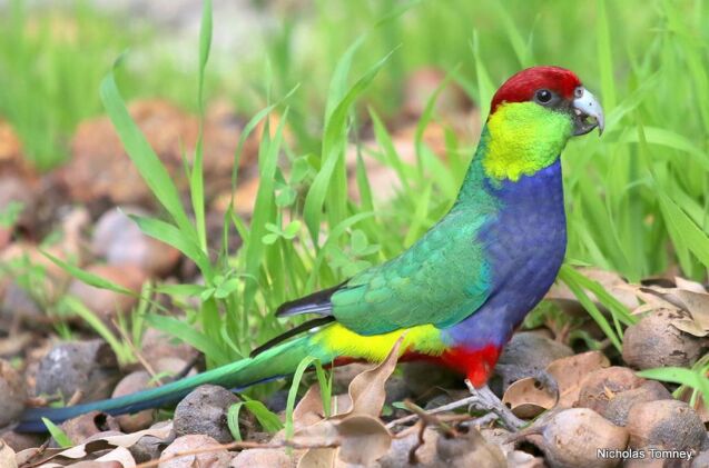 red capped parrot