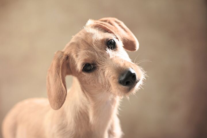 doxie chon