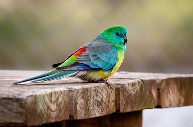 red rumped parrot