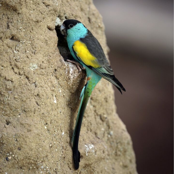 hooded parrot