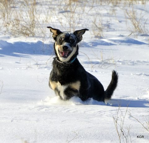 4 cool benefits of walking your dog in the winter