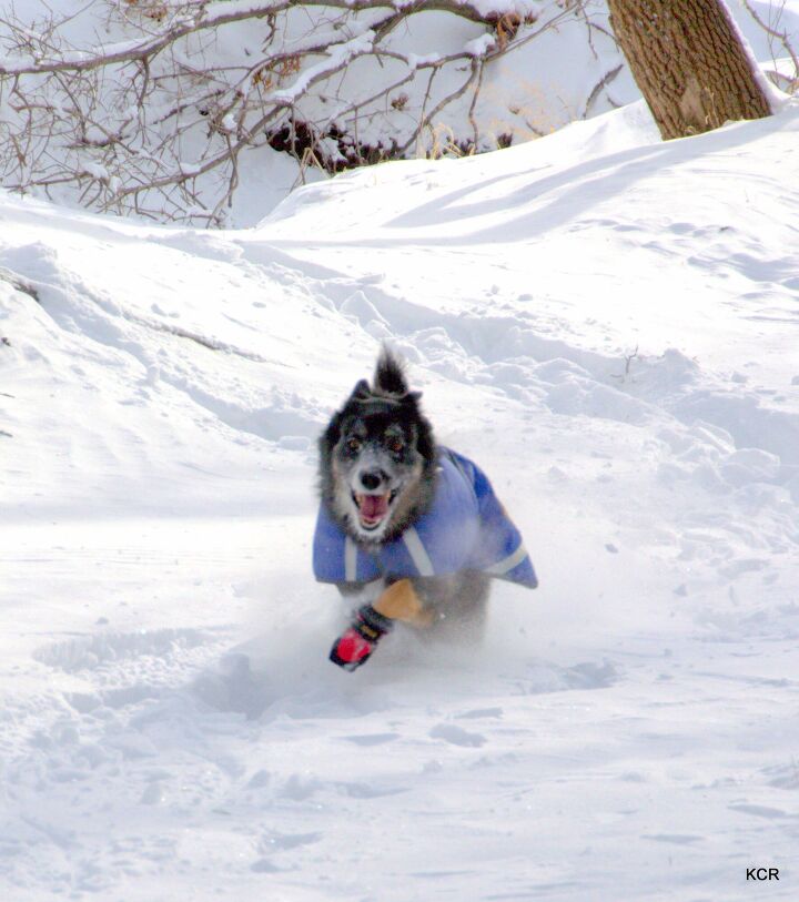 4 cool benefits of walking your dog in the winter