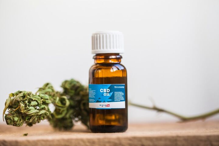 cbd oil for cats a holistic option