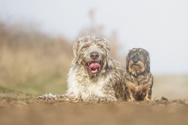 slovakian wirehaired pointing dog