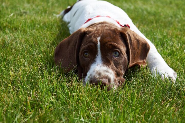 old danish pointer