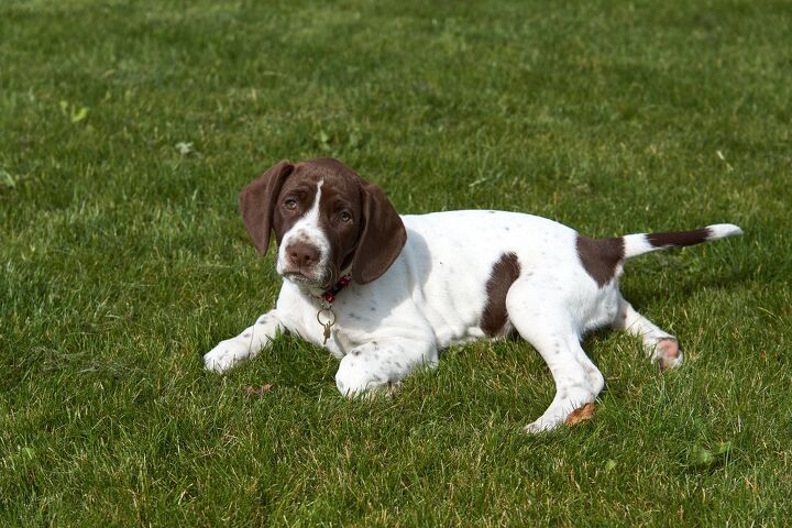 old danish pointer