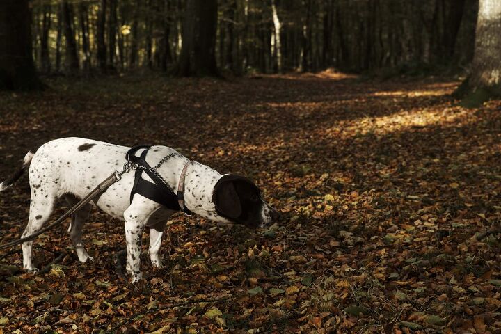 old danish pointer