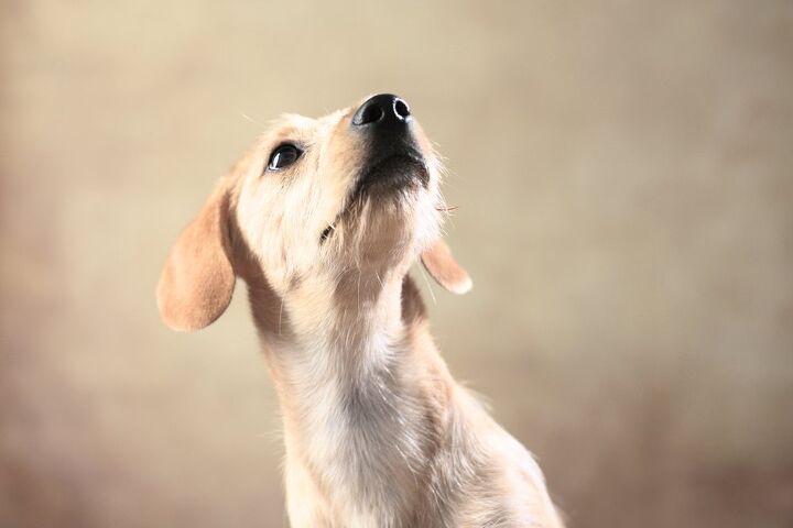 west highland doxie