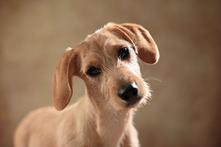 west highland doxie