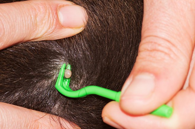 how to remove a tick from a dog