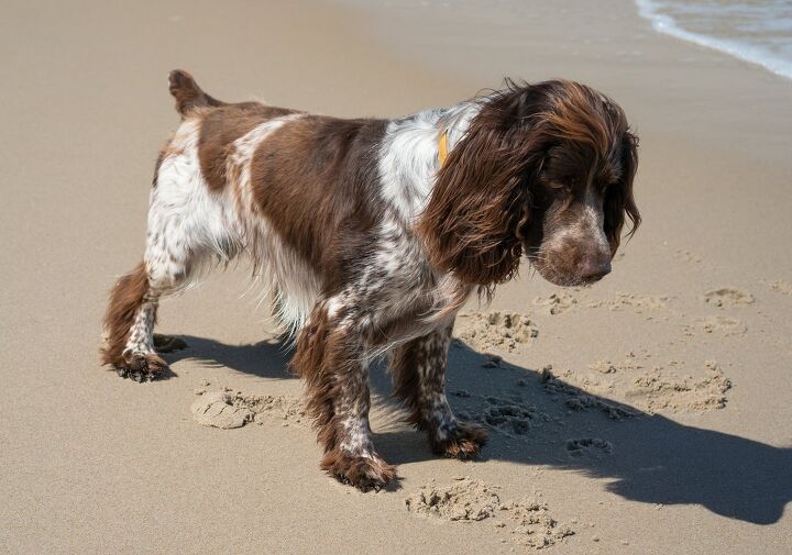 french spaniel