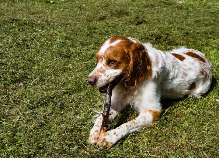 french spaniel