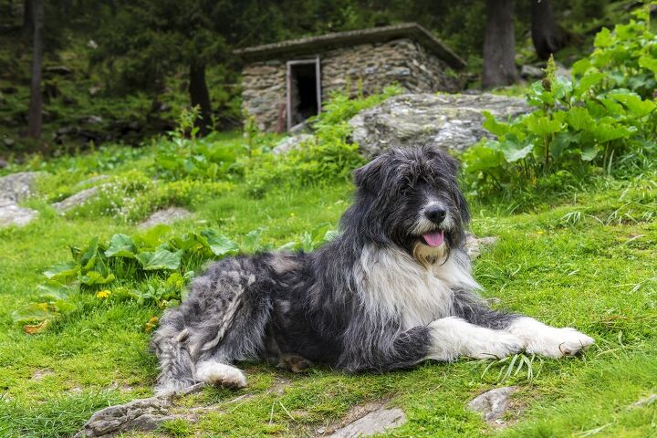 romanian mioritic shepherd dog