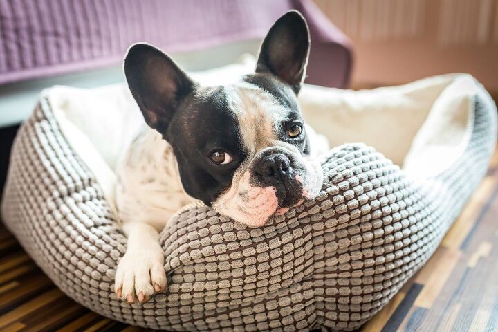 why do dogs dig in their beds