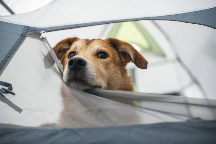 types of dogs youll meet on the campground