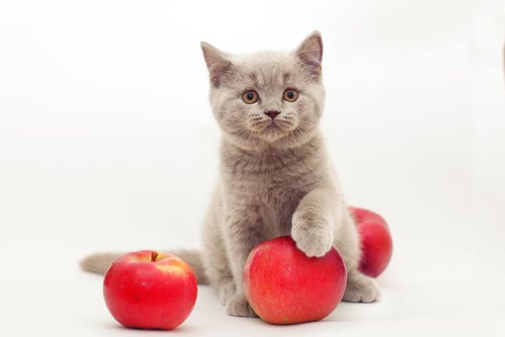 can cats eat apples