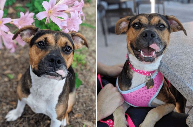 adoptable dog of the week isabella