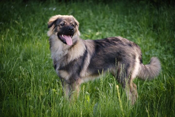 karst shepherd dog