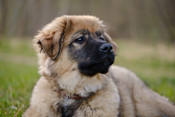 karst shepherd dog