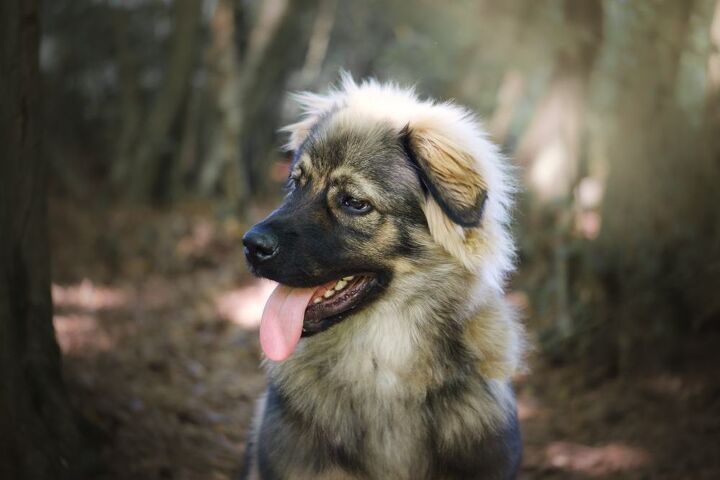 karst shepherd dog