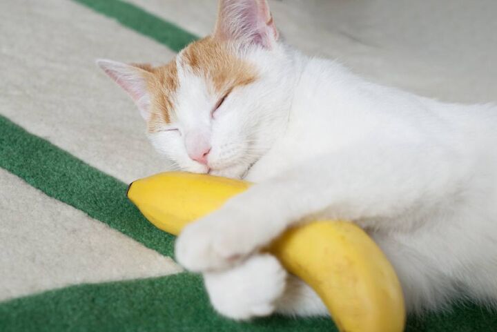 can cats eat bananas