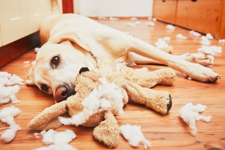 why do dogs destroy their toys