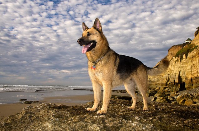 top 10 therapy dog breeds