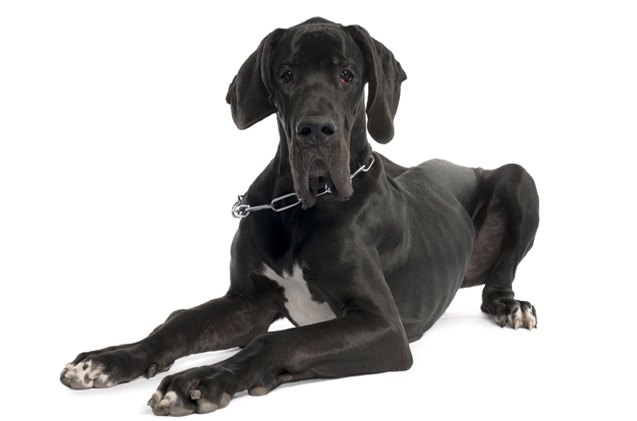 top 10 best dog breeds for apartments