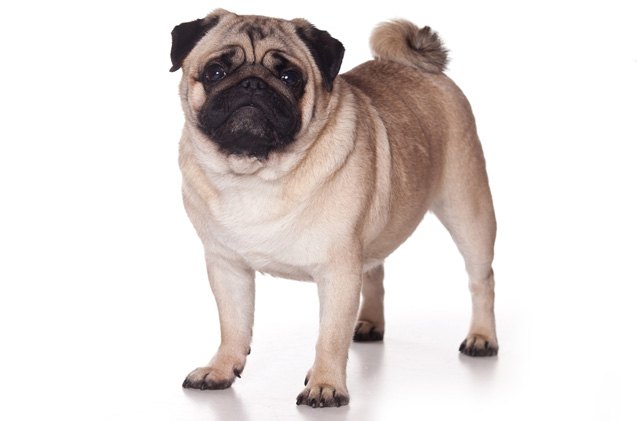 top 10 best dog breeds for apartments