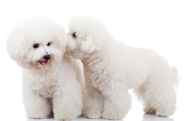 top 10 best dog breeds for apartments