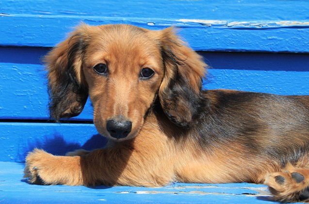 top 10 cutest dog breeds