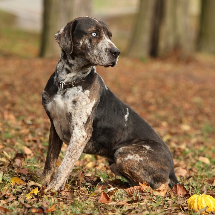 catahoula leopard dog