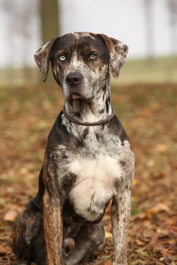 catahoula leopard dog