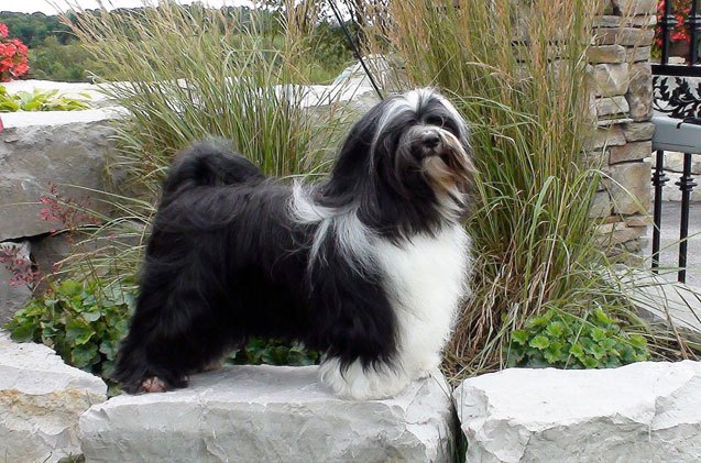 tibetan terrier